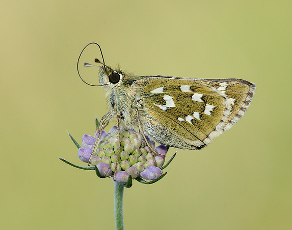 Silver-spotted Skipper Hesperia comma