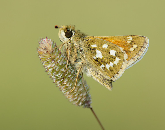 Silver-spotted Skipper Hesperia comma