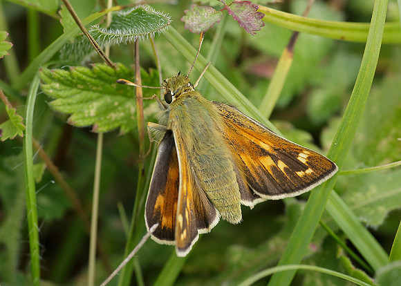 Silver-spotted Skipper Hesperia comma