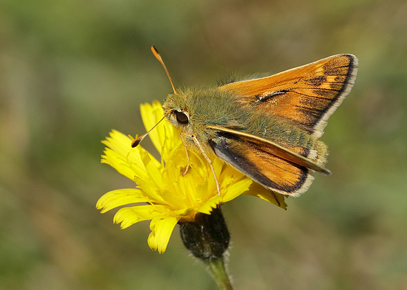 Silver-spotted Skipper Hesperia comma