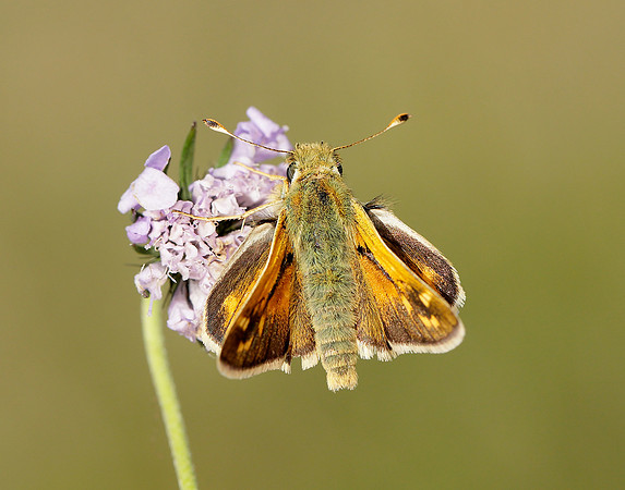 Silver-spotted Skipper Hesperia comma