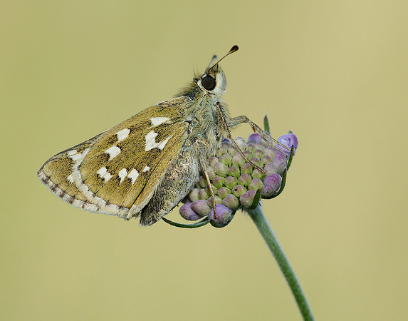 Silver-spotted Skipper Hesperia comma