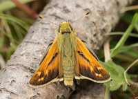 Silver-spotted Skipper Hesperia comma