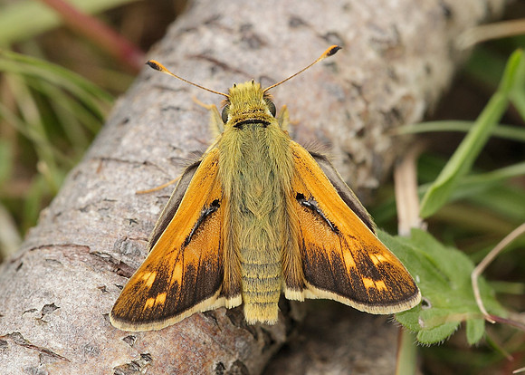 Silver-spotted Skipper Hesperia comma