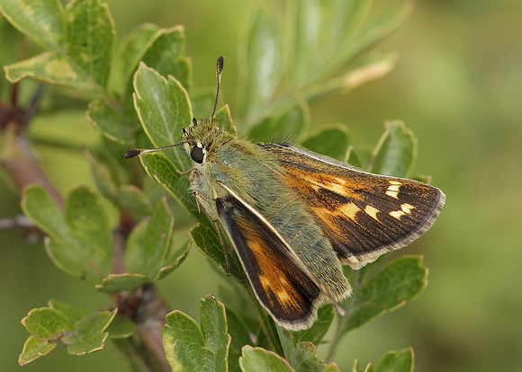 Silver-spotted Skipper Hesperia comma
