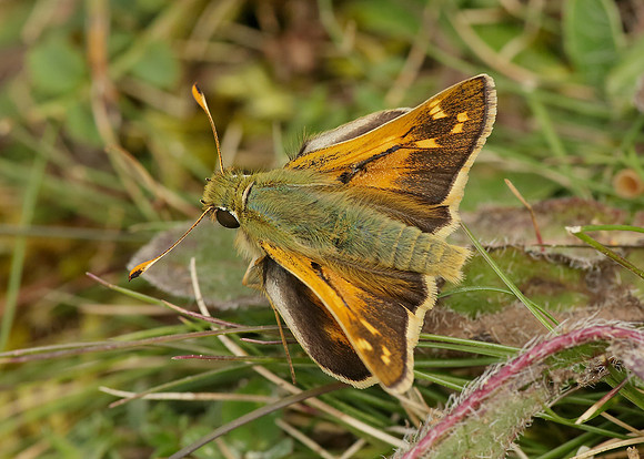 Silver-spotted Skipper Hesperia comma