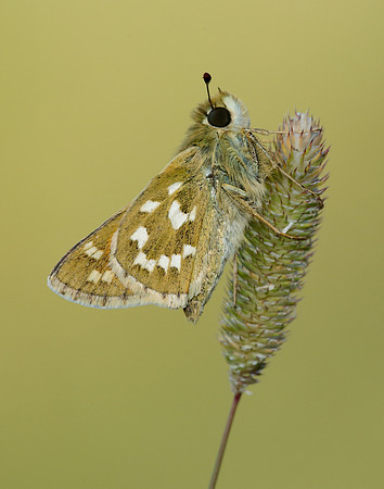Silver-spotted Skipper Hesperia comma