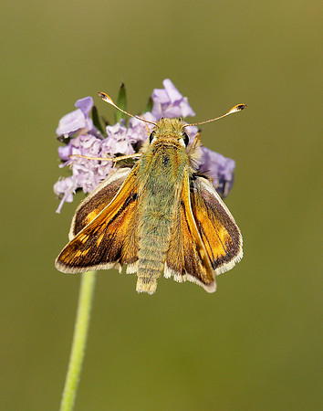 Silver-spotted Skipper Hesperia comma