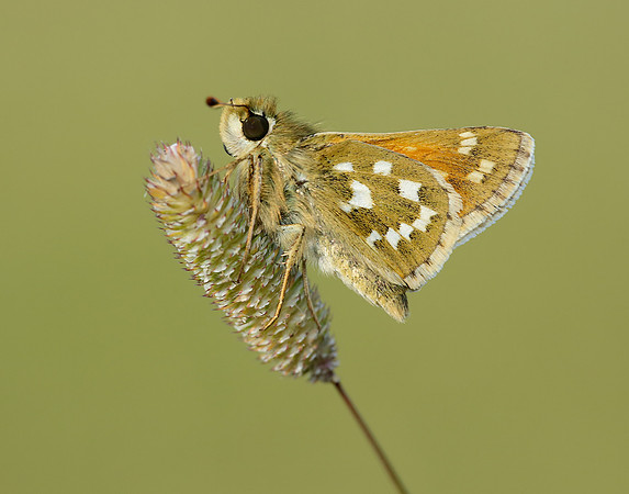 Silver-spotted Skipper Hesperia comma