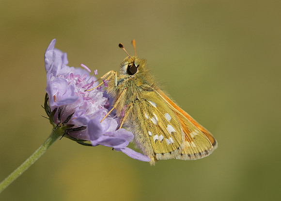 Silver-spotted Skipper Hesperia comma