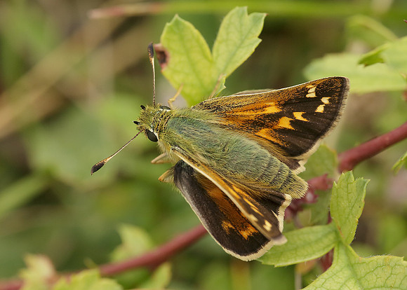 Silver-spotted Skipper Hesperia comma
