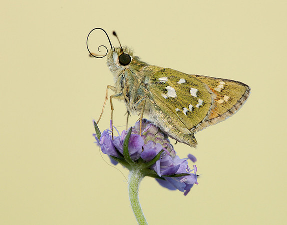 Silver-spotted Skipper Hesperia comma