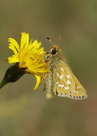 Silver-spotted Skipper Hesperia comma