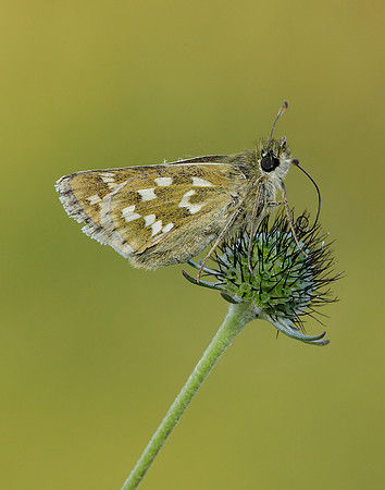 Silver-spotted Skipper Hesperia comma
