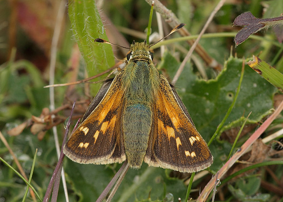 Silver-spotted Skipper Hesperia comma