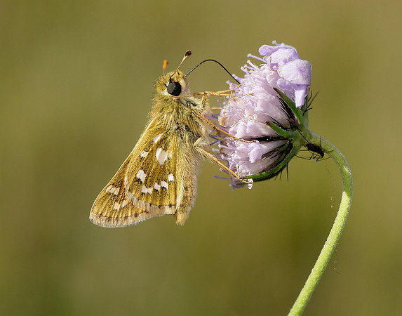 Silver-spotted Skipper Hesperia comma