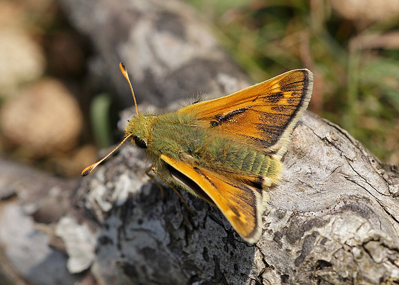 Silver-spotted Skipper Hesperia comma
