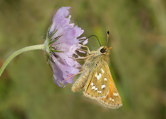Silver-spotted Skipper Hesperia comma