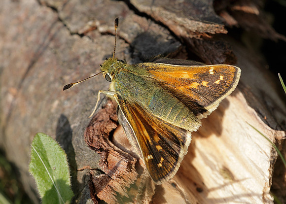 Silver-spotted Skipper Hesperia comma