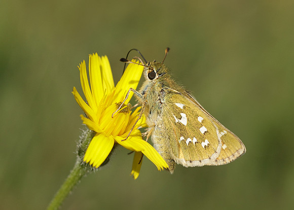 Silver-spotted Skipper Hesperia comma