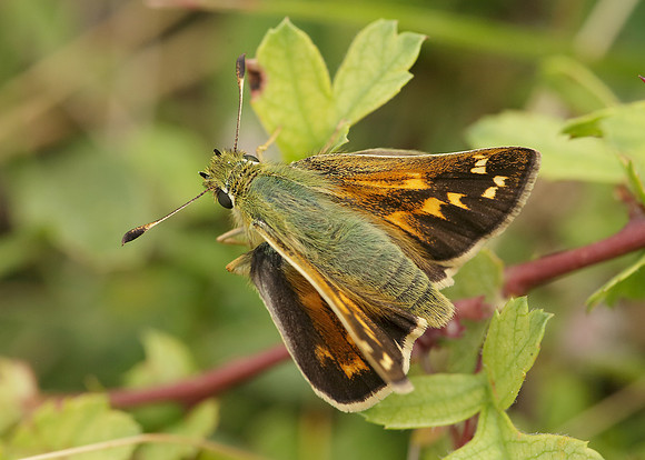 Silver-spotted Skipper Hesperia comma