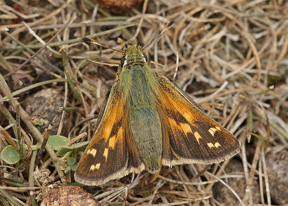 Silver-spotted Skipper Hesperia comma