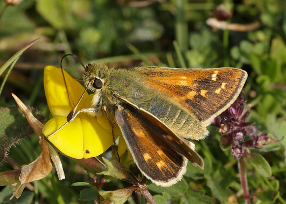 Silver-spotted Skipper Hesperia comma