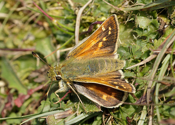 Silver-spotted Skipper Hesperia comma