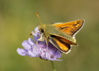 Silver-spotted Skipper Hesperia comma