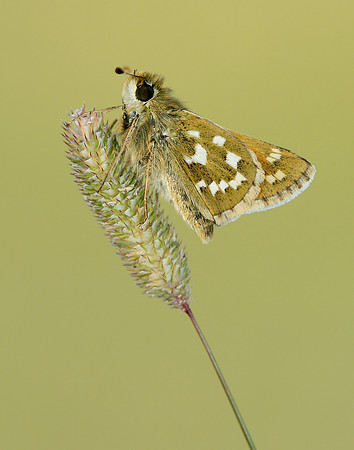 Silver-spotted Skipper Hesperia comma
