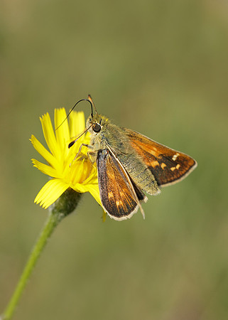Silver-spotted Skipper Hesperia comma