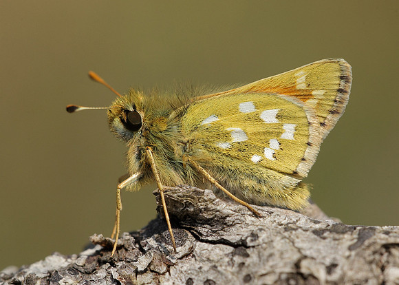 Silver-spotted Skipper Hesperia comma