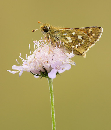 Silver-spotted Skipper Hesperia comma