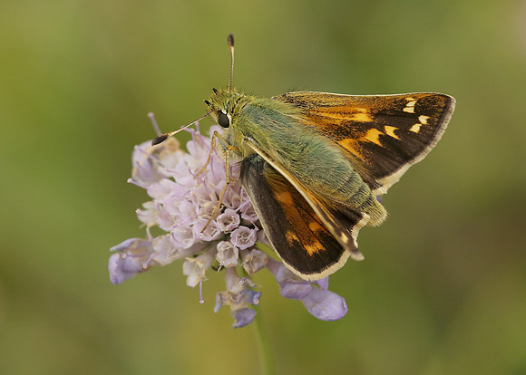Silver-spotted Skipper Hesperia comma