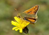 Silver-spotted Skipper Hesperia comma