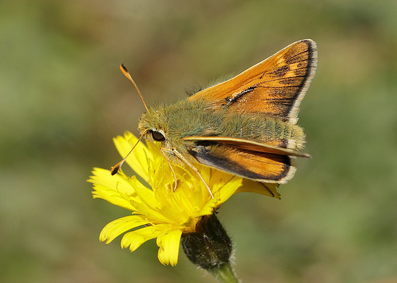 Silver-spotted Skipper Hesperia comma