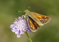 Silver-spotted Skipper Hesperia comma