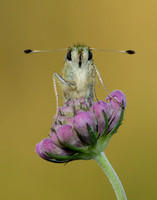 Silver-spotted Skipper Hesperia comma