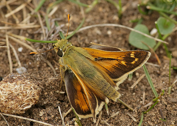Silver-spotted Skipper Hesperia comma