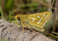 Silver-spotted Skipper Hesperia comma