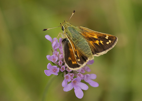 Silver-spotted Skipper Hesperia comma