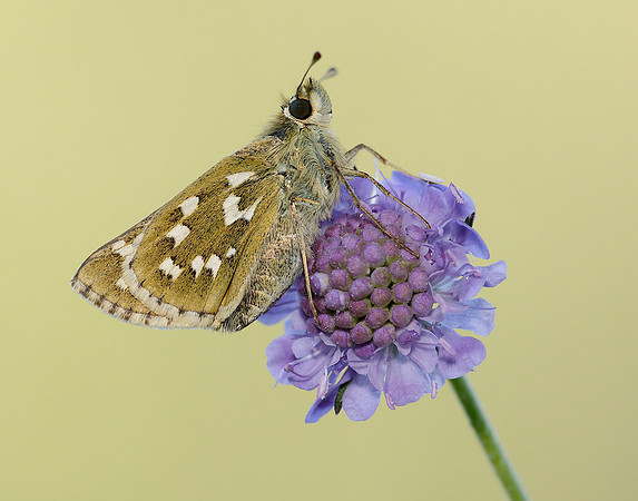 Silver-spotted Skipper Hesperia comma