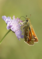 Silver-spotted Skipper Hesperia comma
