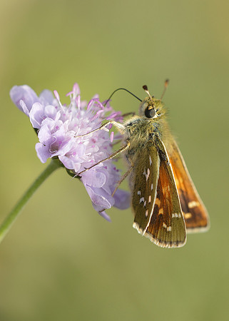 Silver-spotted Skipper Hesperia comma