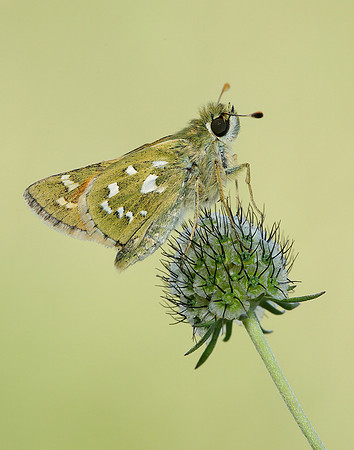 Silver-spotted Skipper Hesperia comma