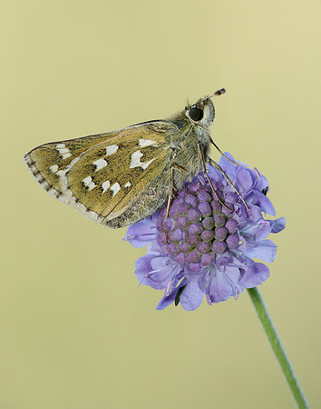 Silver-spotted Skipper Hesperia comma