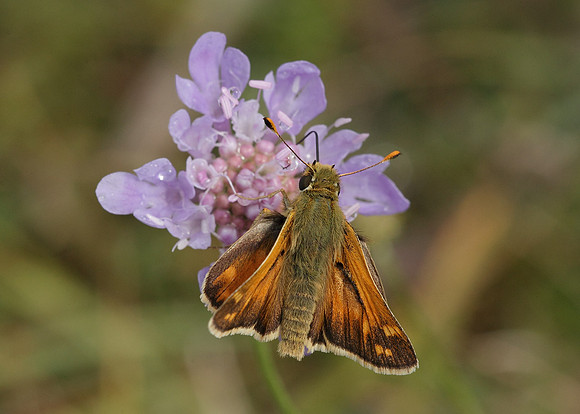 Silver-spotted Skipper Hesperia comma