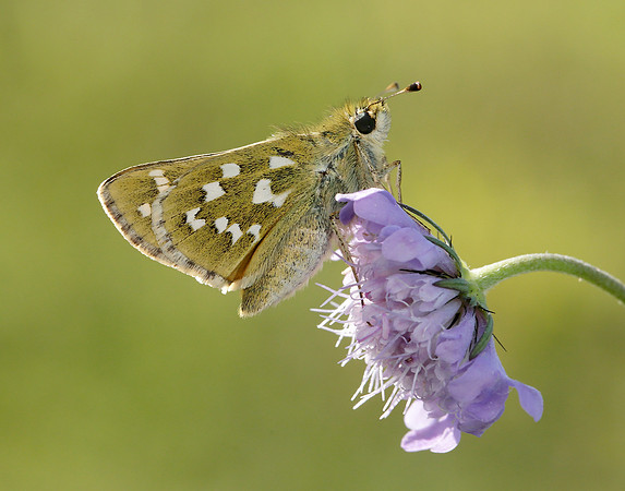 Silver-spotted Skipper Hesperia comma