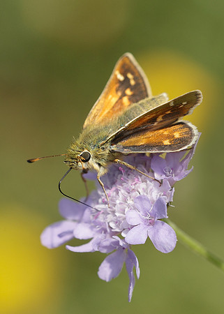 Silver-spotted Skipper Hesperia comma