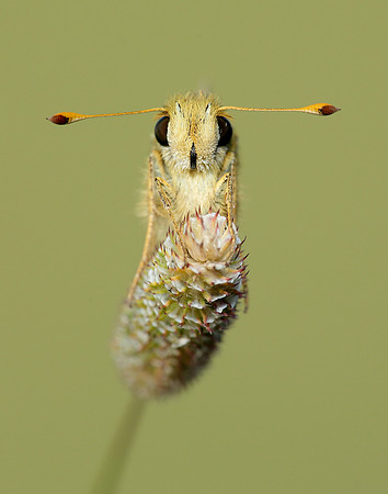Silver-spotted Skipper Hesperia comma